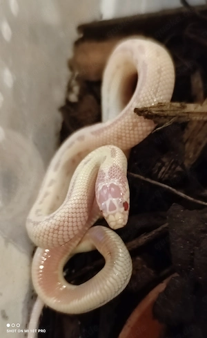Lampropeltis.                                    