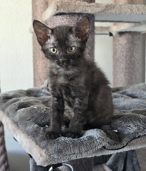 Sphynx   Devon Rex - Kitten :)