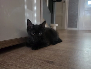 zutraulicher kleiner schwarzer Kater such noch seine Hexenmeisterin :)