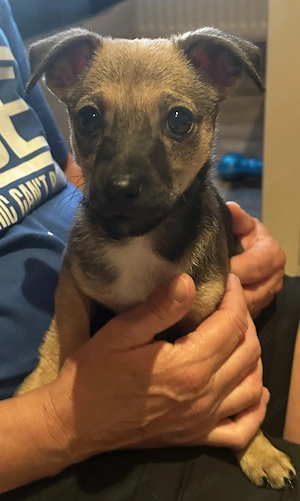 Zwergpinscher Chihuahua Mix