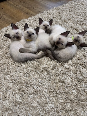 Siam kitten