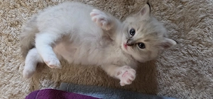 Reinrassige Ragdoll Kätzchen