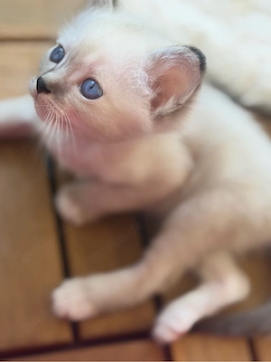 katzenbabys