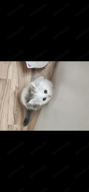 Katzehhhhjjjj