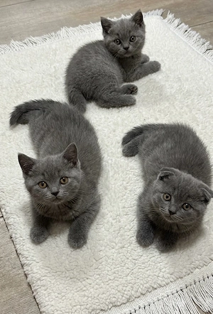 Britisch Kurzhaar Katzenbabys   2 Monate alt
