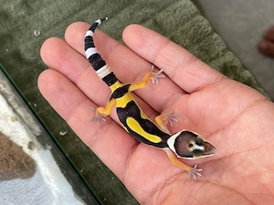 0.1 Wunderschöne Leopardgeckos aus 2026 perfekte Haustiere (kann man problemlos auf die Hand nehmen)