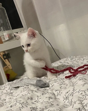 Bkh  Kitten von odded eyed Mutter 