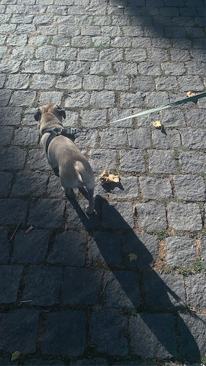 mops welben