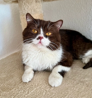 Liebevoller reinrassiger BKH Kater sucht für immer Zuhause
