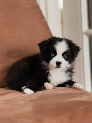 Wunderschöner 13 Wochen alter Border Collie Rüde sucht ein liebevolles Zuhause   