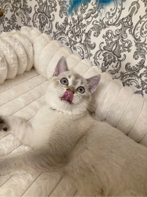 Zuckersüße BKH Blue Tabby Point Kitten 
