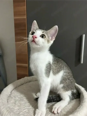 BKH mix kitten