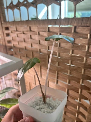 Alocasia Yucatan Princess