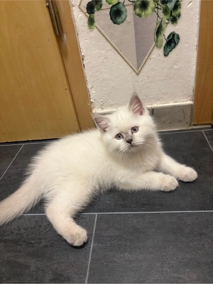 Britsch langhaar kitten