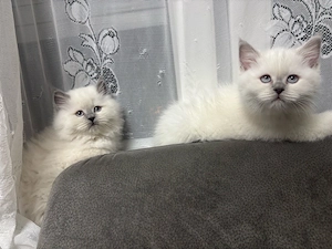 Britsch langhaar kater