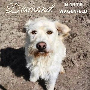DIAMOND sucht sein Singlekörbchen bei erfahrenen Menschen!