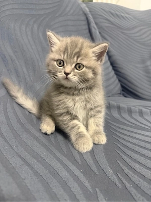 Liebevolle 3 Monate alte Katze abzugeben