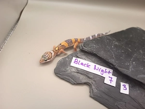 Leopardgecko Nachzuchten 0.1 Blizzard, Tangerine, Hypo & weitere