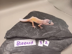 Leopardgecko NZ 2026 poss. 1.0 