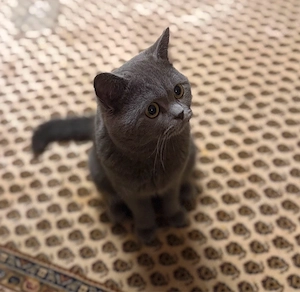 Siam-Kater abzugeben