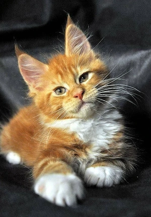 ein männliches und ein weibliches Maine-Coon-Kätzchen