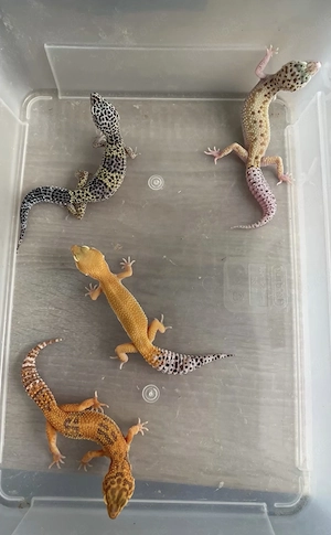 4 Leopardgecko-Weibchen ggf. mit Terrarium in liebevolle Hände abzugeben 