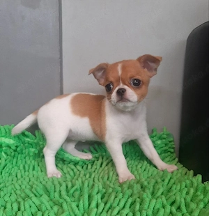 Bezaubernder Chihuahua-Welpe sucht ein liebevolles Zuhause!