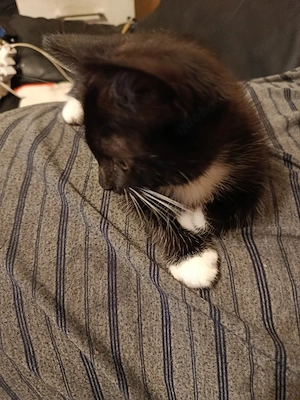 Kitten Katzenbaby 