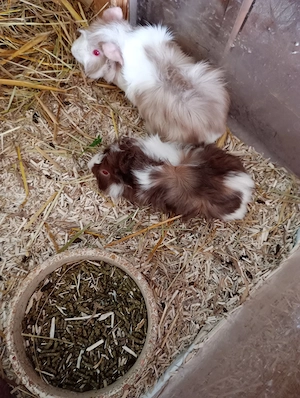 Meerschweinchen 