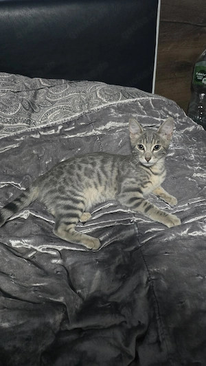 Zwei wunderschöne Bengal-Mix Mädchen suchen ein liebevolles Zuhause