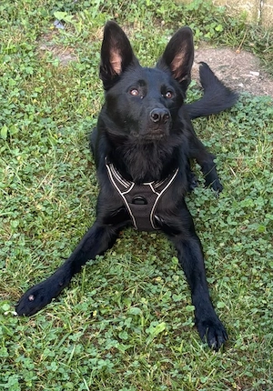 IN DEUTSCHLAND Collie Schäferhund Mix Rüde 13Mon 25kg 50cm  