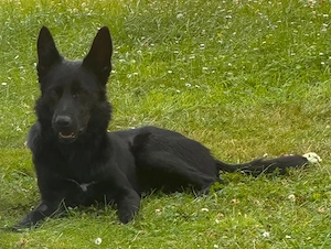 IN DEUTSCHLAND Collie Schäferhund Mix Rüde 13Mon 25kg 50cm  