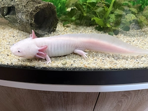 2 Axolotl abzugeben 