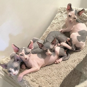 sphynx babies schöne blaue und schwarze