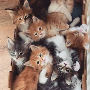 Wunderschöne Maine-Coon-Kätzchen der Generation F4 abzugeben.
