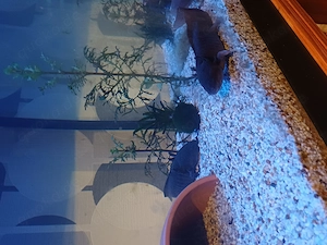 Aquarium mit 4 Axolotl (Vollausstattung)
