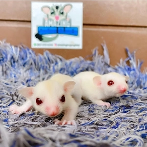 Albino-Gleitbeutler in liebevolle Hände abzugeben (Sugar Glider)