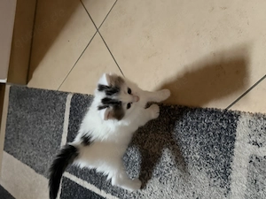 Wunderschöne BKH Kitten 
