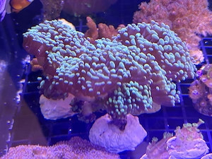 Meerwasser Korallen LPS Euphyllia Golden Nugget