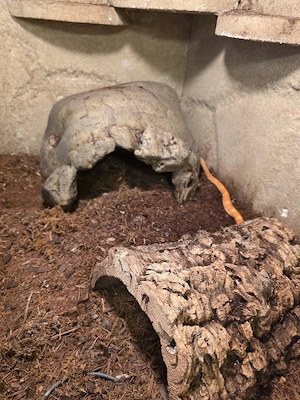 Terrarium 