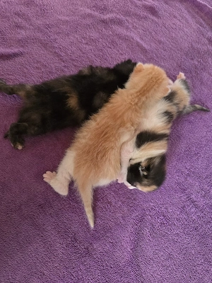 Kitten suchen neues Zuhause