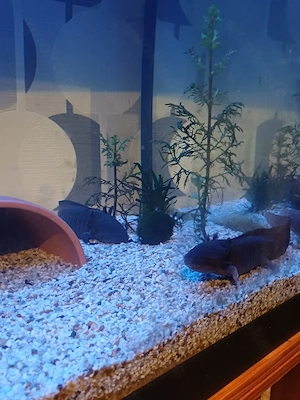 Aquarium mit 4 Axolotl (Vollausstattung)