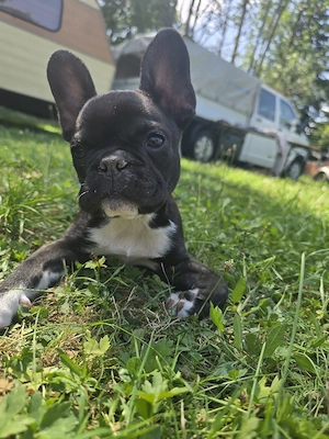 französische bulldogge welpen