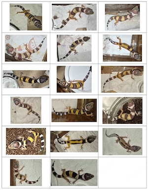 Leopardgeckos - neue Jungtiere, bald verfügbar - Voranmeldungen willkommen