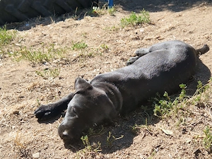 Rottweiler Labrador Mischling 