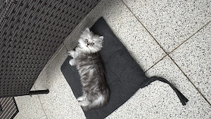  persische Katzen 