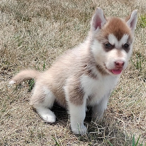 Bezaubernde Siberian Huskies suchen ein neues Zuhause!
