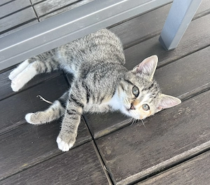Katzendame Pfotentiger auf der Suche nach ihren Herzensmensch