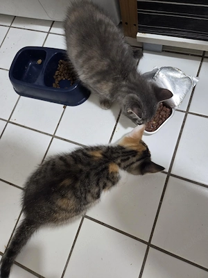 Maine Coon Mix Babykätzchen suchen ein neues Zuhause 