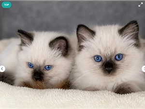 Bezaubernde Ragdoll-Kitten abzugeben!Ab Sofort Abgabebereit!